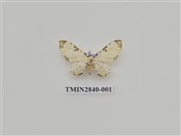 藏品(尺蛾542)的圖片